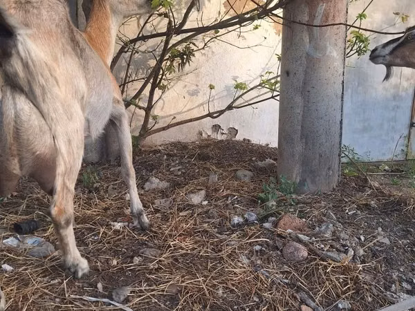 Capră, Alpine goat