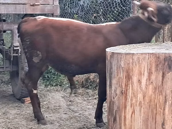 सांड, मवेशी