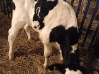 Bulle, Russian Black pied cattle — Foto 3