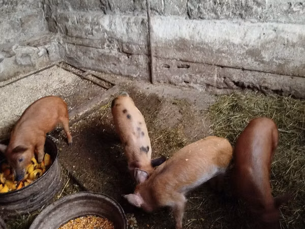 Vier, Porci — Republica Moldova