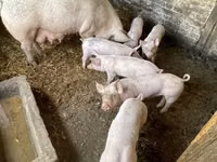 母猪, Pigs — 照片 2