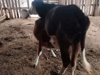 بقرة, Simmental cattle — الصورة 4