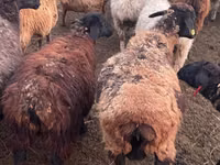 كبش, Kazakh fat-tailed coarsewool sheep — الصورة 2