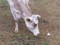 Vache, Race Holstein — photo 2