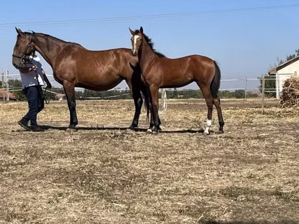 فرس, Nonius horse