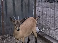 Ziege, Alpine goat — Foto 2
