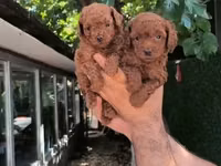 Məhsul: Toy pudel balaları • Növ: Toy Poodle (miniatür) • Mənşə — сүрөт 3
