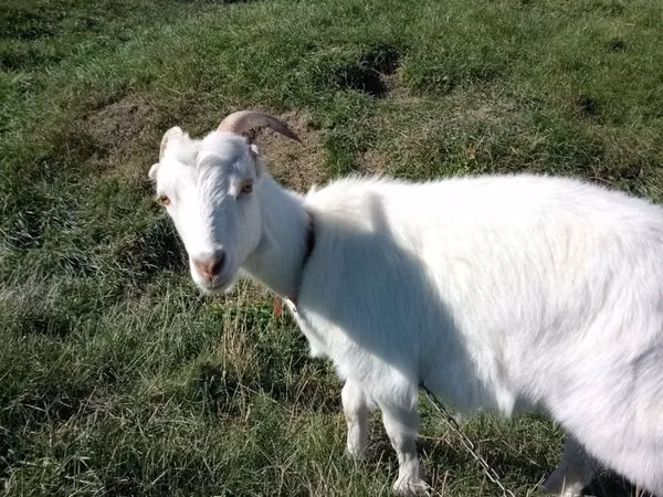 عنزة, LaMancha goats