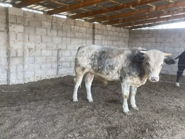 Bou, Belgian Blue
