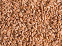 Chiucuri — сүрөт 5