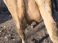 بقرة, Swiss cattle — الصورة 8