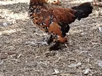 Poule danoise — photo 1