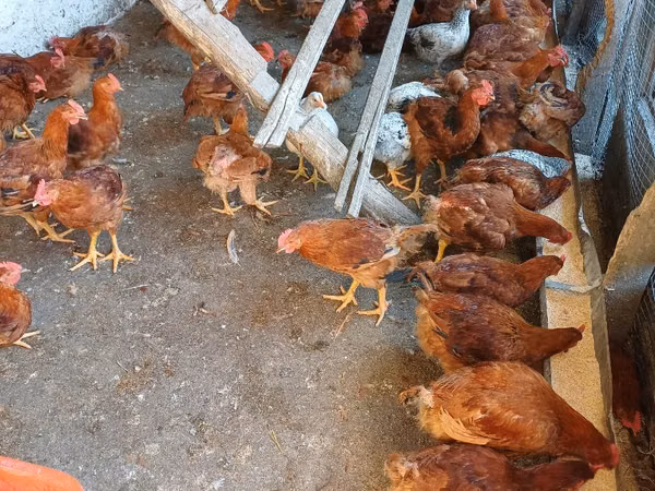 Cocoși de casă