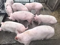公猪 — 照片 1