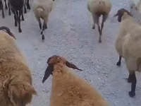 公羊, Sheep — 照片 2