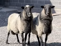 Sheep, Romanov sheep — photo 2