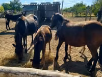 Yegua, Caballos — foto 3
