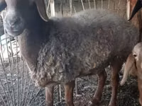母羊, Sheep — 照片 1