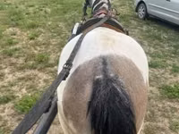 Égua, Cavalos — foto 2
