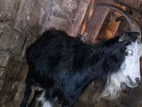 Capră, Kamori goats — foto 2
