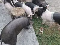 Scroafă, Porci — foto 5