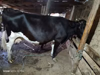 Kuh, Holstein-Rasse — Foto 1