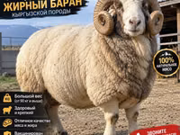 Qoʻchqor, Kyrgyz Mountain merino sheep — 2-rasm