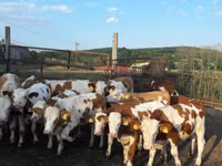 Bulle, Simmental cattle — Foto 2