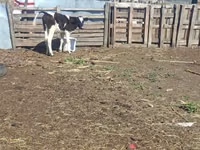 Vacă, Bovine — foto 2