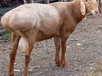 Berbec, Arashan sheep — foto 1