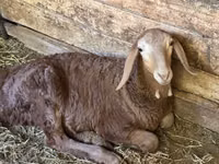 Qoʻy, Afghan Arabi sheep — 4-rasm