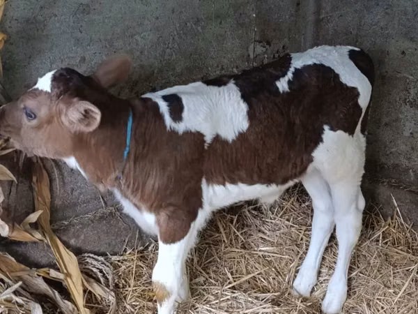 Vacă, Simmental cattle