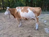 Cow, Simmental cattle — photo 3