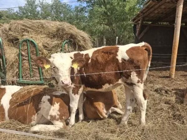 Vache, Simmental cattle