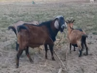 تيس, Nubian Goat — الصورة 1