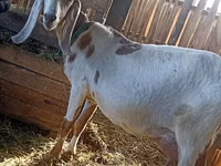 Cabro, Kamori goats — foto 4