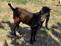 Cabro, Beetal goats — foto 2