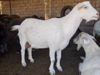 Dişi keçi, Saanen goat — foto 4