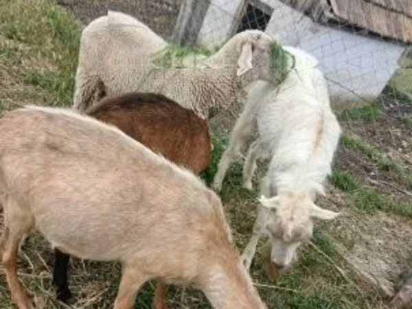 Berbec, Merino sheep