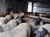 Bélier, Ile-de-France sheep — photo 6