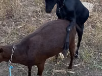 Țap, Murcia-Granada goats — foto 1