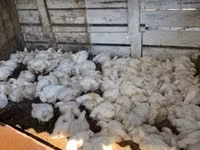 Chickens — photo 1