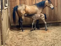 घोड़ी, Black Sea breed — फ़ोटो 6