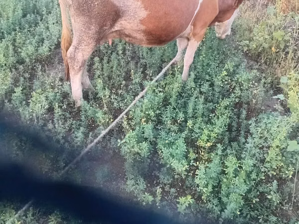 Vaca, Raza de vaca