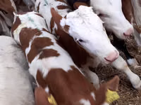 أبقار (دفعة، الجنس غير محدد), Simmental cattle — الصورة 1