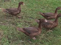 Ducks — الصورة 3