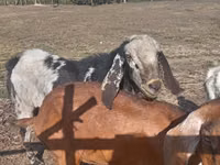 Cabro, Nubian Goat — foto 1