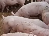 Scroafă, Porci — foto 3