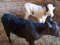 Vaca, Vaca Limousin — foto 5