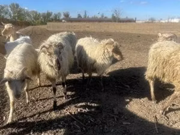 Widder, Merino sheep